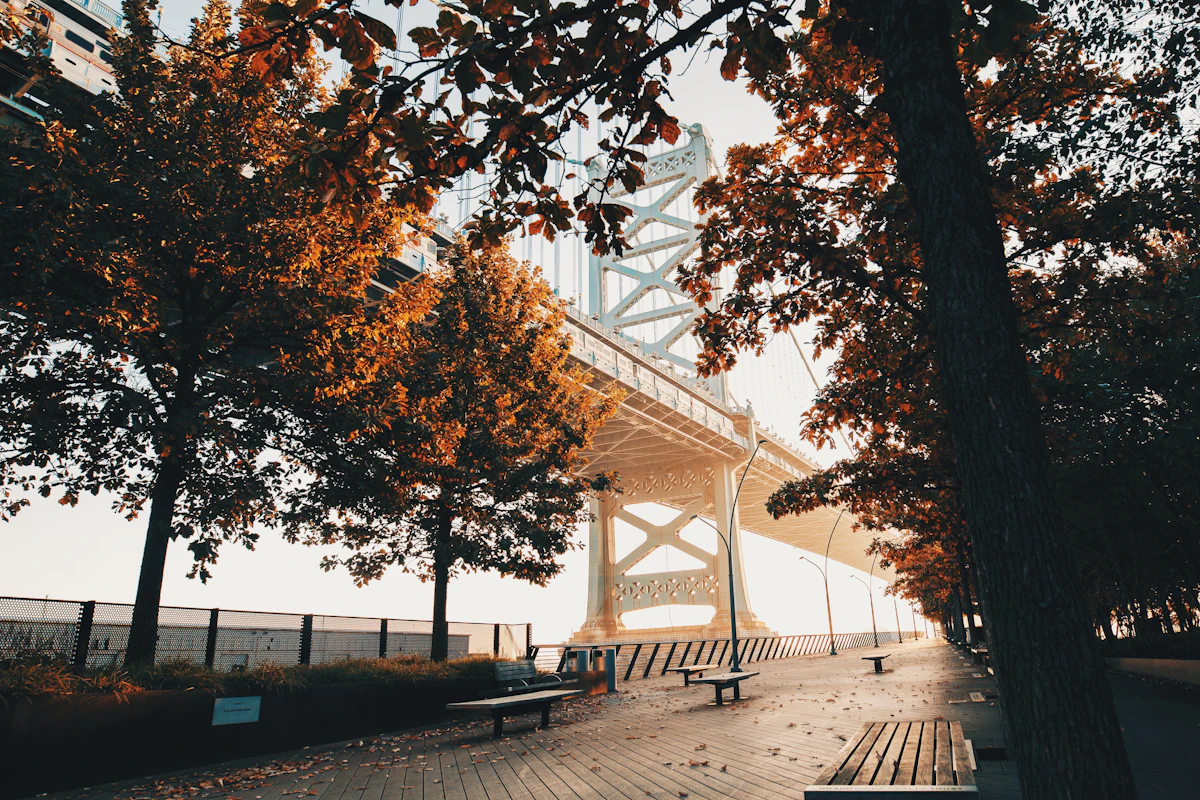 Maple trees near the Ben Franklin Bridge in autumn